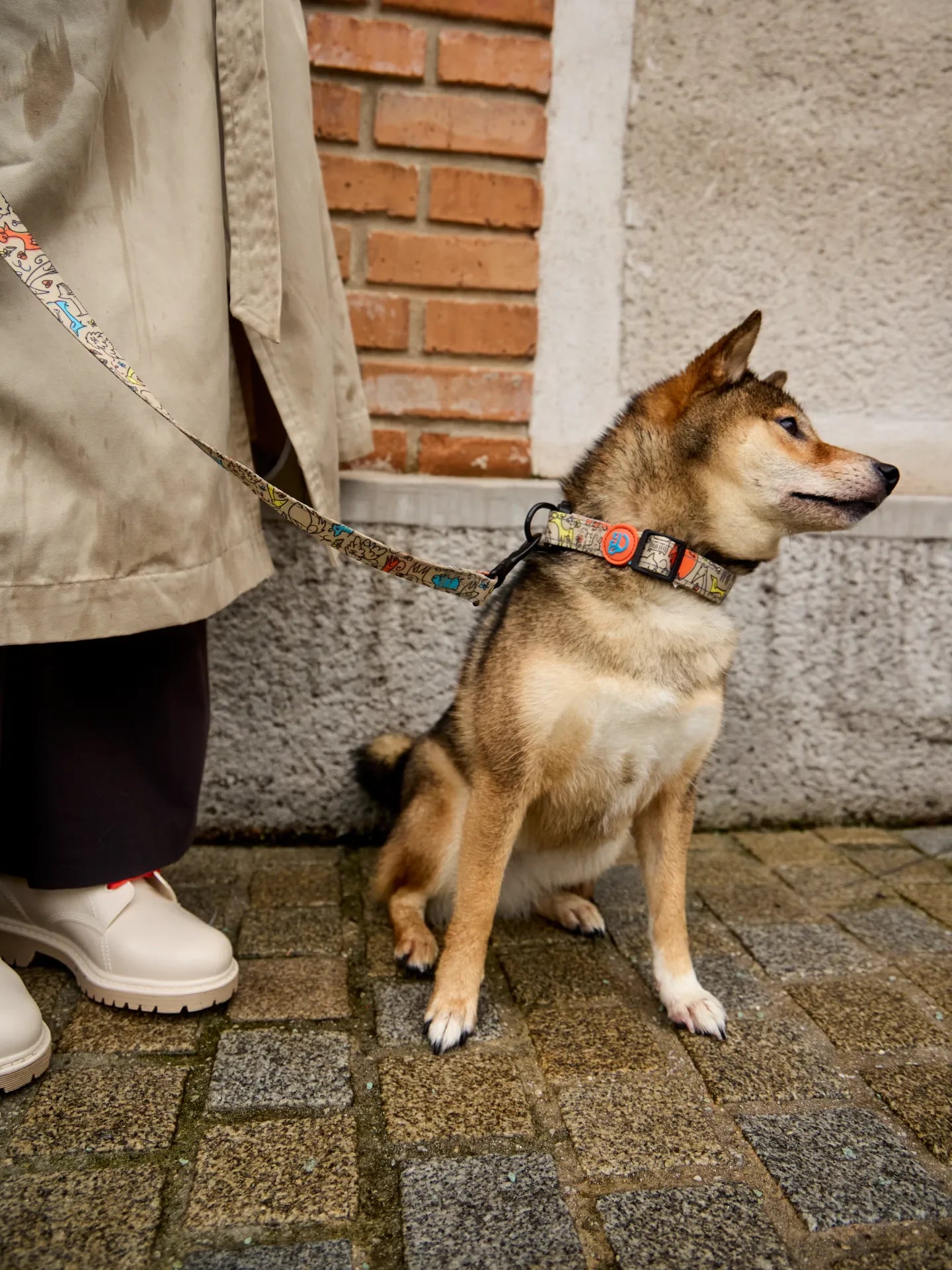 dog-collar-dog-pack-77/77cb8d72e4022fb18bdcbf630b45abe5d1381add