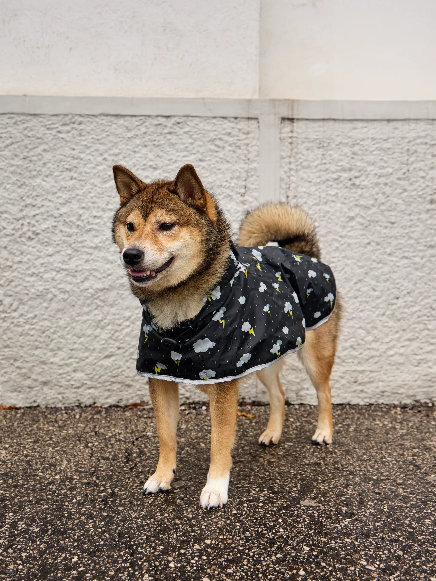 dog-raincoat-storm-7c/7cf8ea7ad2f82861a25e8158c2bf784fea341631