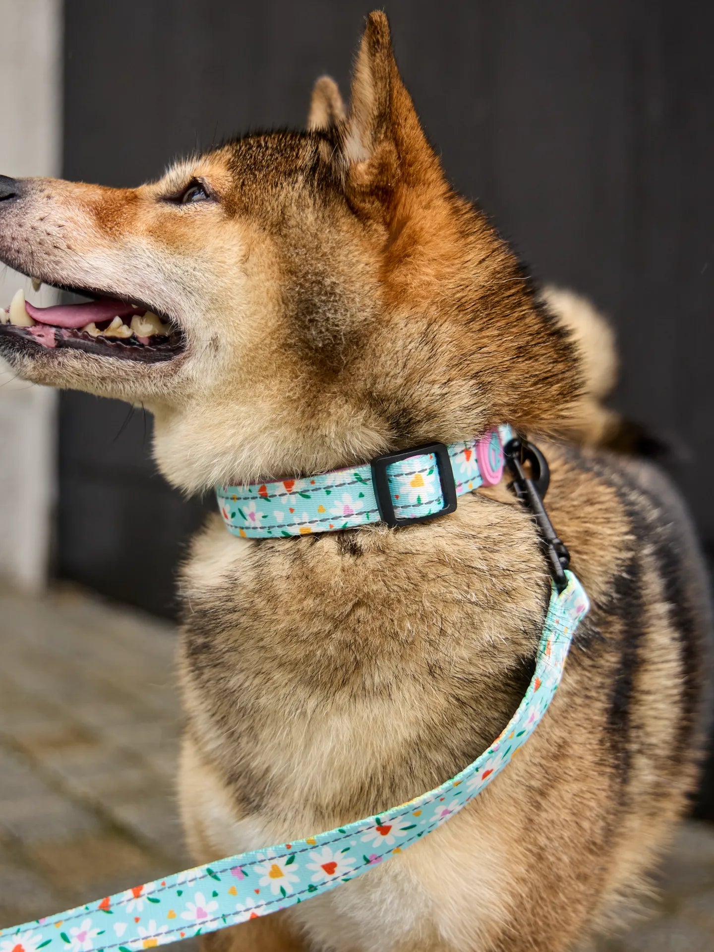 dog-collar-hearts-daisies-d3/d3c30a4474bbac1721d6d6c204a44a908a5f0afa